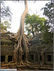 Nature takes over Ta Prohm