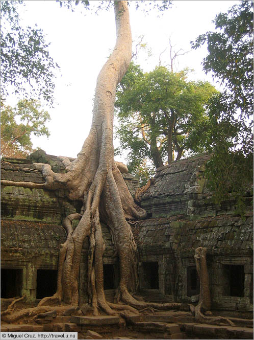 Cambodia: Siem Reap and Angkor Wat: Nature takes over Ta Prohm