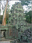 Ta Prohm green