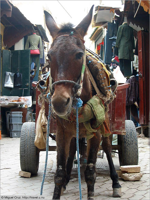 Morocco: Fes: Beast of burden