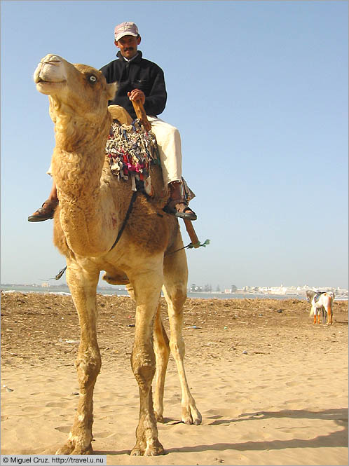 Morocco: Essaouira: Crazed camel