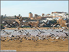 Flock of seagulls