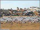 Flock of seagulls