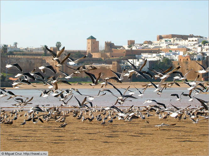 Morocco: Rabat: Flock of seagulls