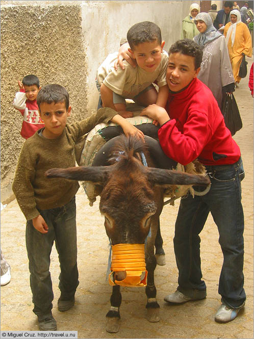 Morocco: Fes: Donkeying around