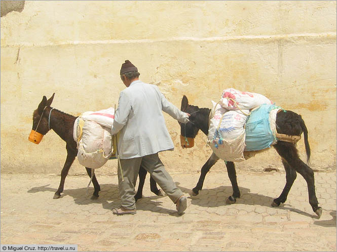 Morocco: Fes: Beasts of burden