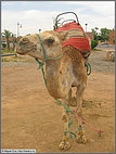 Curious camel