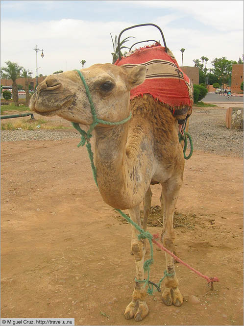 Morocco: Marrakech: Curious camel