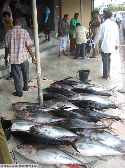 Maldives: Mal&eacute;: Fish market on the southern edge