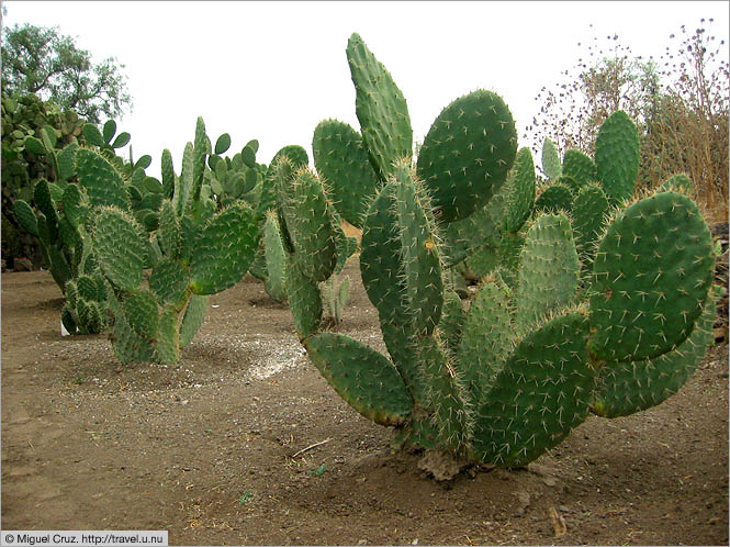 Mexico: Teotihuacan: Cactus