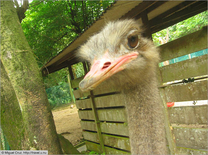 Malaysia: Kuala Lumpur: Evil eye from an ostrich