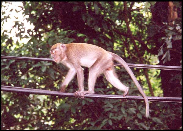 Malaysia: Kuala Lumpur: Urban monkey