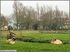 Sheep near Uitgeest