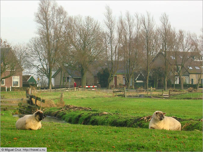 Netherlands: North Holland: Sheep near Uitgeest