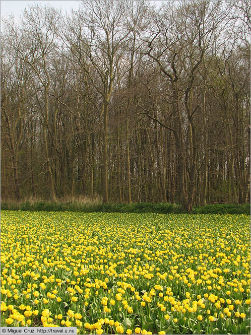 Netherlands: North Holland: Tulips and trees