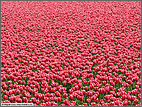 The flowers go on forever