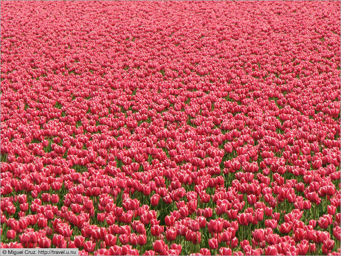Netherlands: North Holland: The flowers go on forever