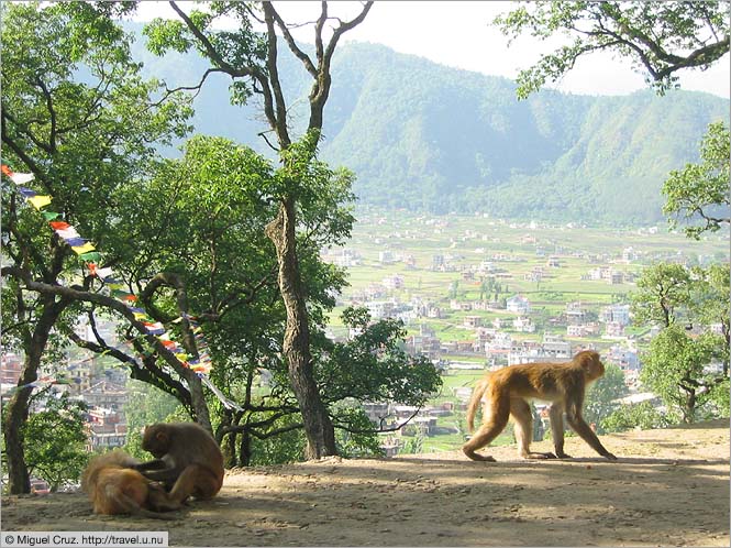 Nepal: Kathmandu: Surveying his domain