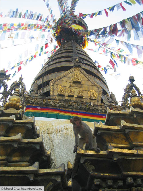 Nepal: Kathmandu: Monkey at the monkey temple