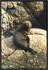 Young seal at Cape Foulwind