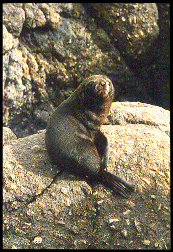 New Zealand: South Island: Young seal at Cape Foulwind