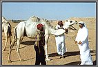 Close-up with the camel