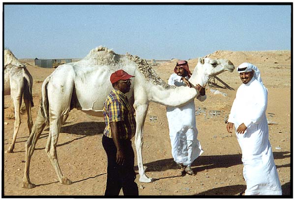 Saudi Arabia: Riyadh: Close-up with the camel