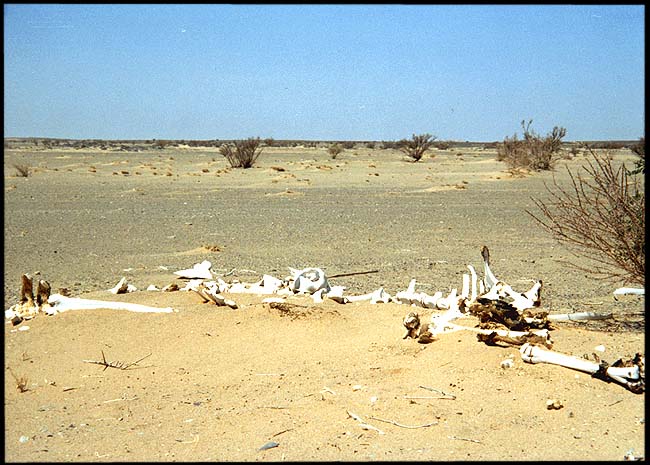 Saudi Arabia: Arabian Desert: Seen better days