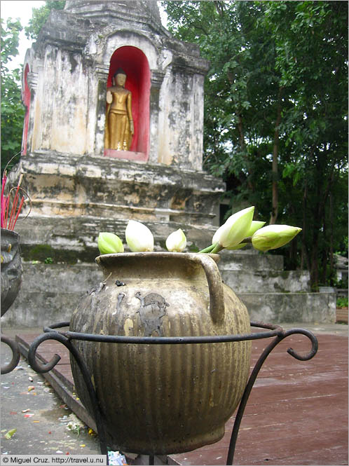 Thailand: Chiang Mai: Flowers