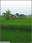 Rice fields near the airport