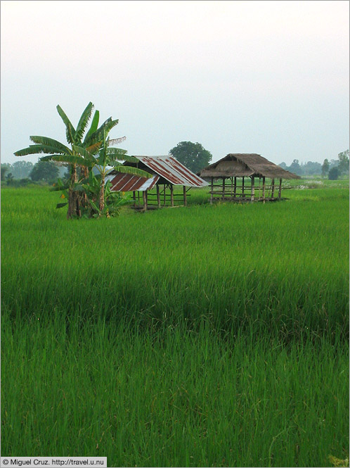 Thailand: Mae Sot: Rice fields near the airport