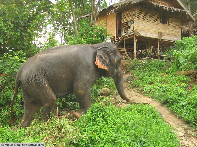 Thailand: Phuket & Phang Nga: Elephant going home for the night
