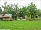 Rice field houses