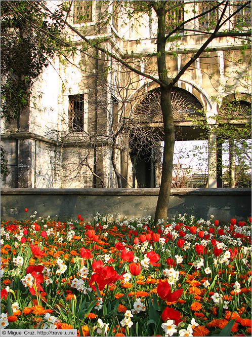 Turkey: Istanbul: Flowers at the mosque