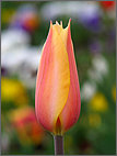 Closed tulip
