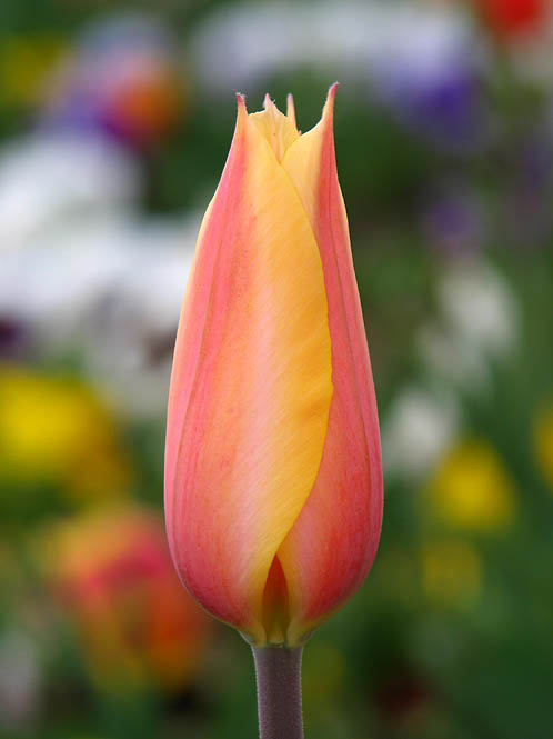 Turkey: Istanbul: Closed tulip