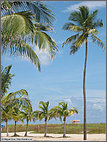 Palms along the beach