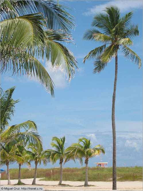 United States: Miami Beach: Palms along the beach
