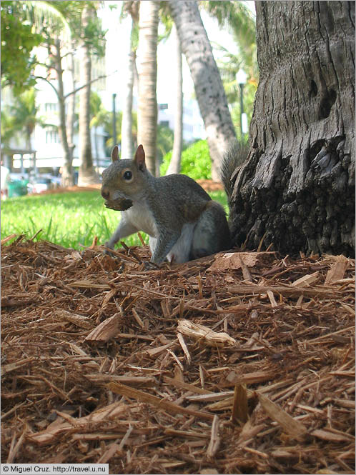 United States: Miami Beach: Friendly squirrel