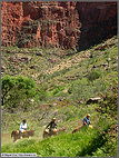 Grand Canyon mule train