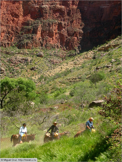 United States: Arizona: Grand Canyon mule train
