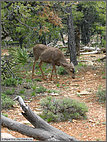 Young deer near the south rim trail