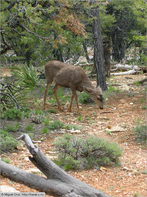 United States: Arizona: Young deer near the south rim trail