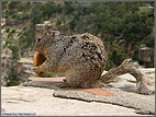 Klepto-squirrel