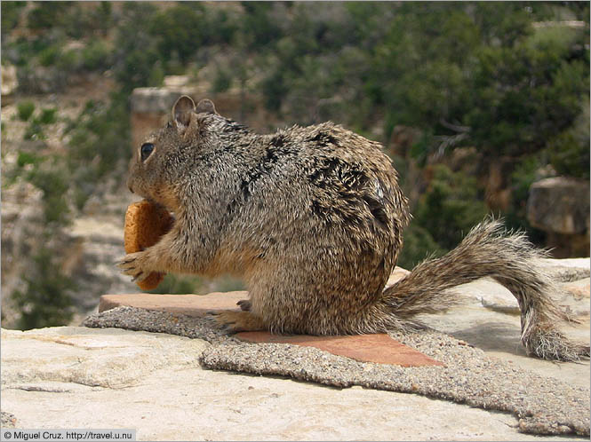 United States: Arizona: Klepto-squirrel