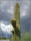 Saguaro in Scottsdale