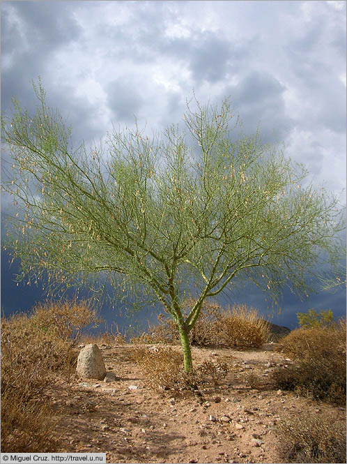 United States: Arizona: Palo Verde