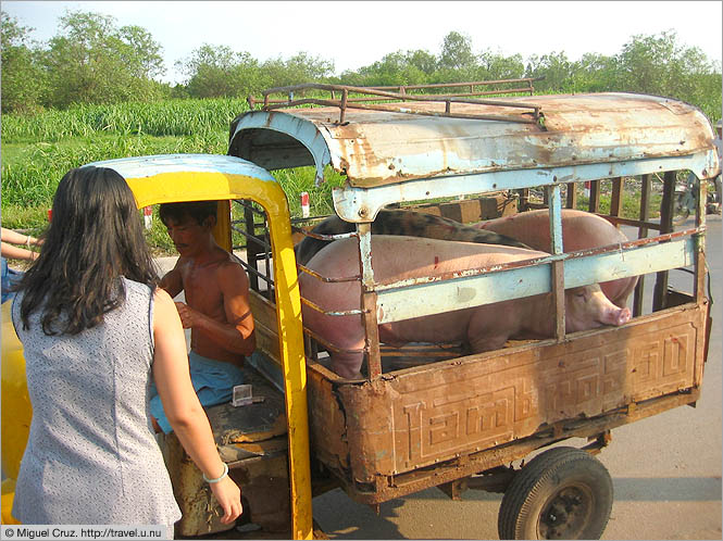 Vietnam: Saigon: Pig delivery