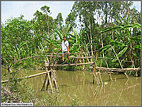 Monkey on the monkey bridge