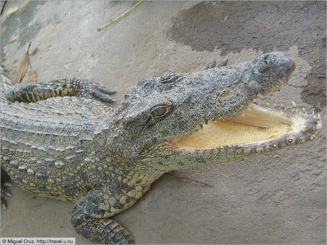Vietnam: Mekong Delta: Crocodile